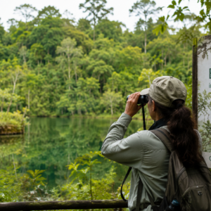 Birdfulness in Forests and Lagoons